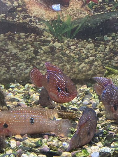 Хромис красавец