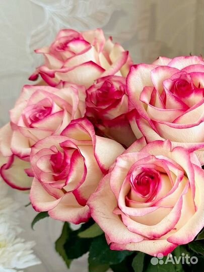 Цветы розы живые