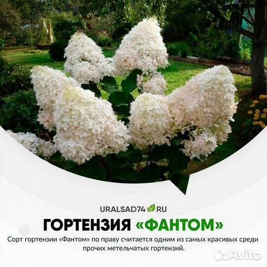 Гортензия метельчатая