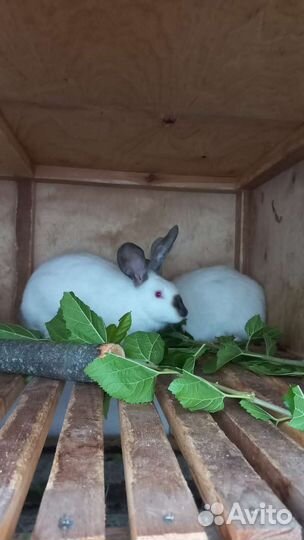 Калифорнийские кролики