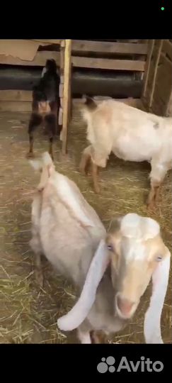 Овцы ламанчи, нубийки