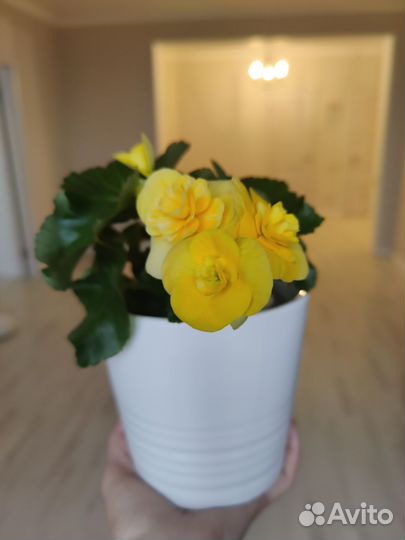 Бегония элатиор