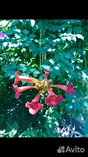 Лилии, лилейник, кампсис и др