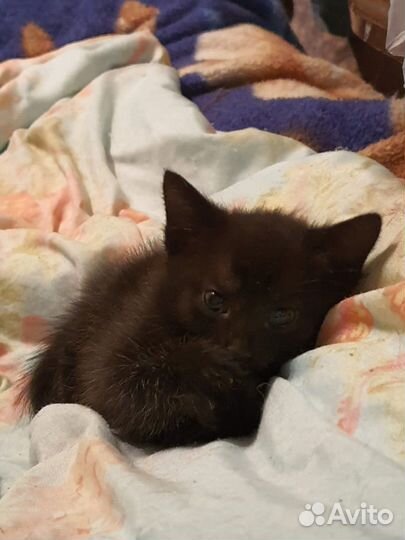Котята