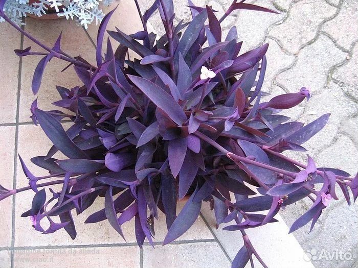 Традесканция фиолетовая