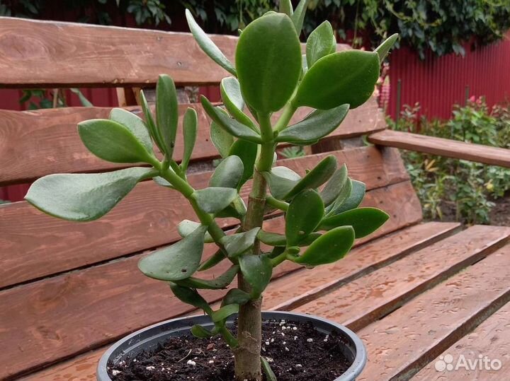 Толстянка,монстера,алоэ,фикус и др.комнатные цветы