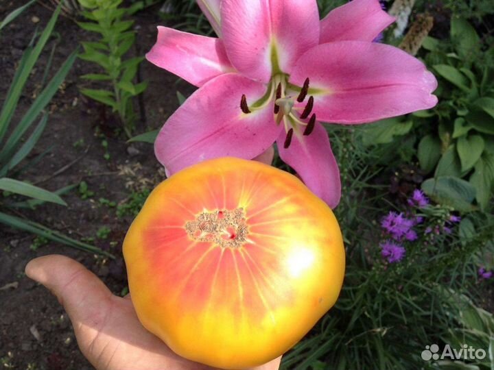 Семена помидоров томатов