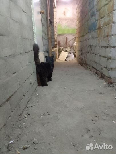 Котик с ангельским характером