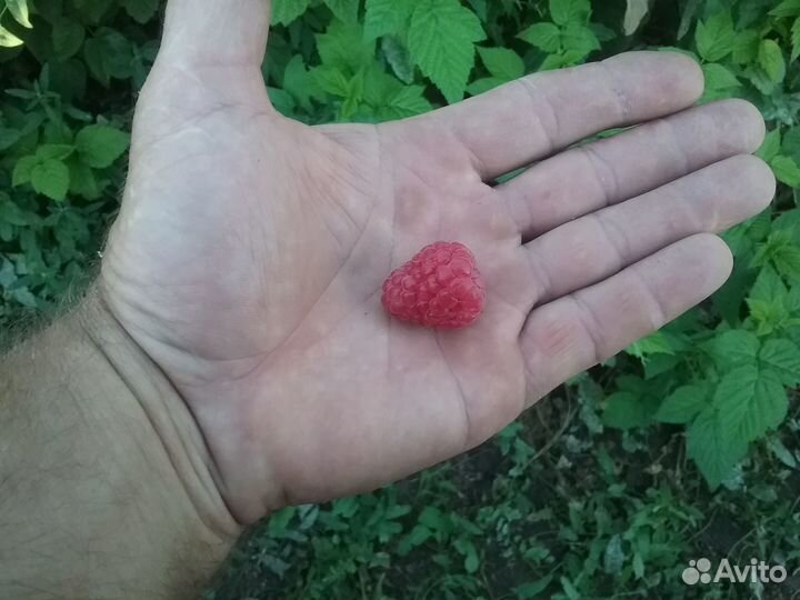 Малина ягода свежая