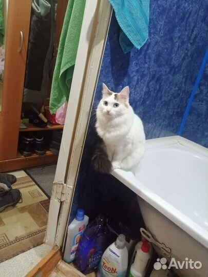Кошечка и кот