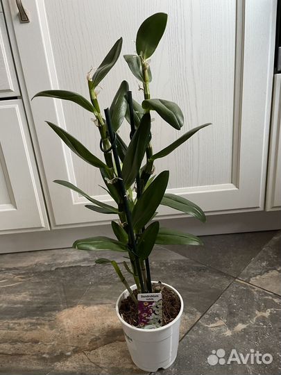 Орхидея дендробиум
