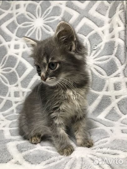 Котик в добрые руки