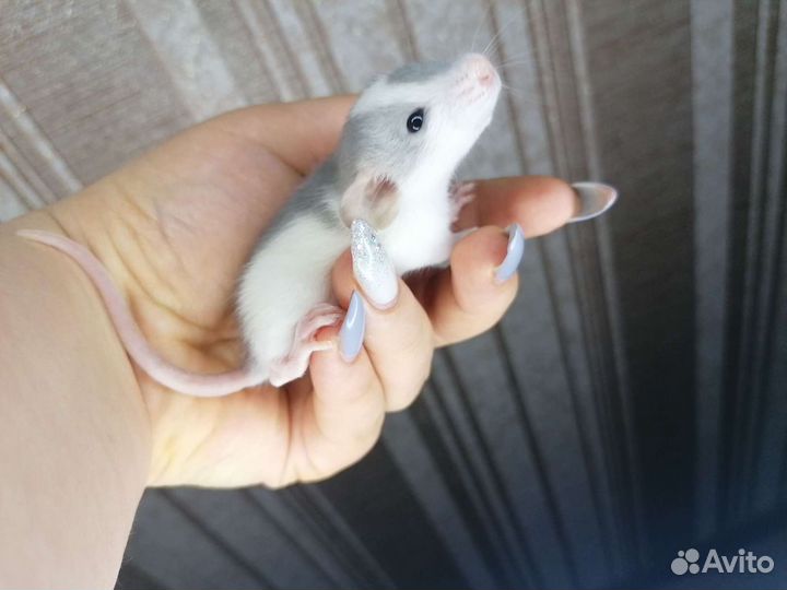 Крысята дамбо