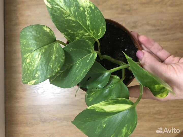 Сциндапсус золотистый