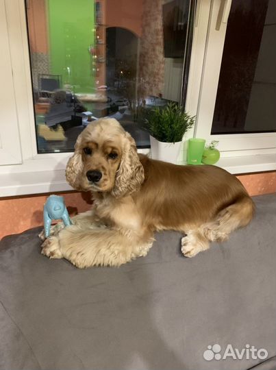 Кокер спаниель вязка