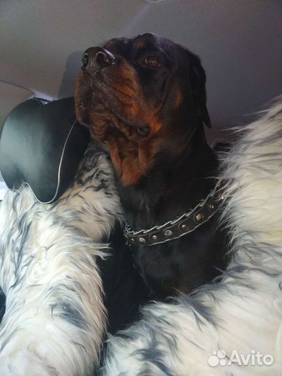 Щенки ротвейлера продажа новосибирская область