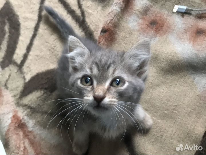 Котята в добрые руки мальчики