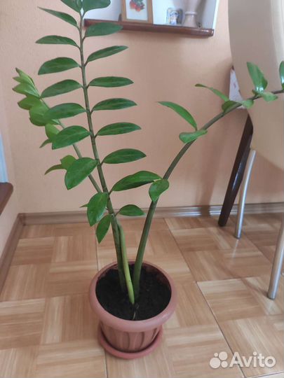 Замиокулькас