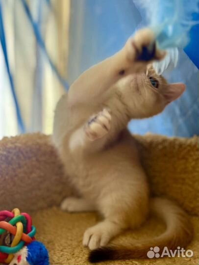 Шотландская золотая и серебристая Шиншилла