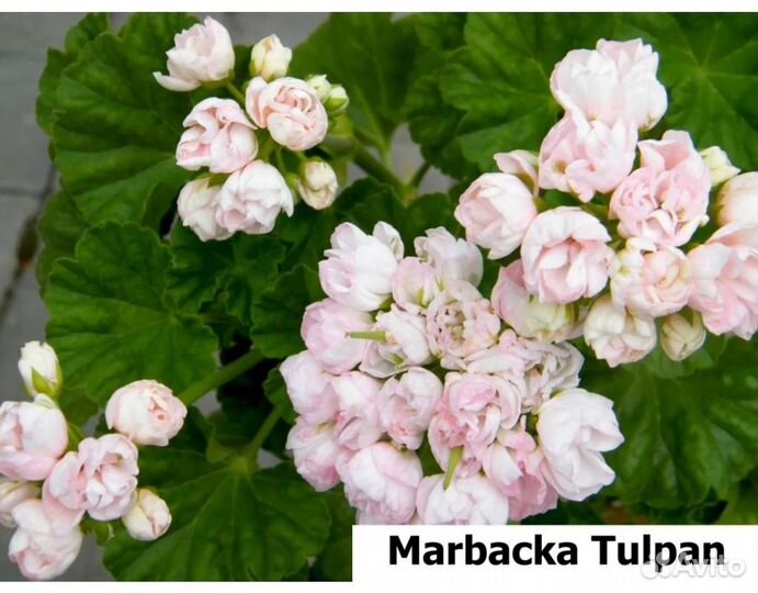 Пеларгония герань Marbacka Tulpan