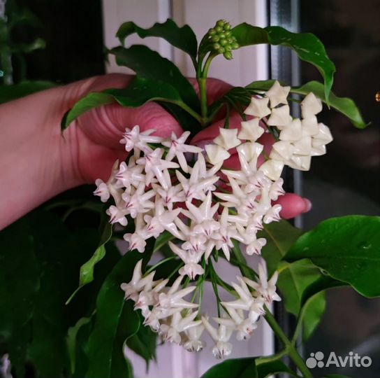 Хойи сортовые