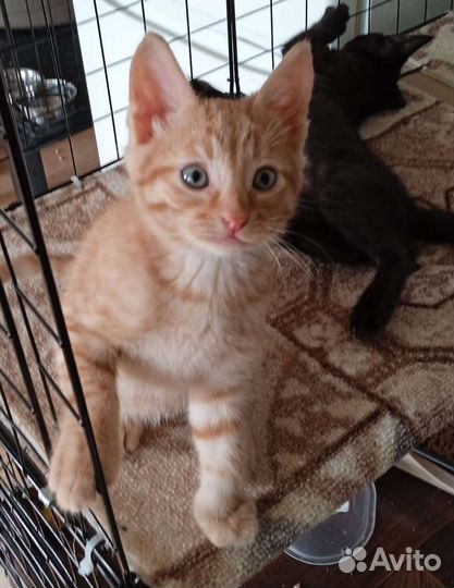 Рыжий ласковый котёнок 2 мес ищет семью