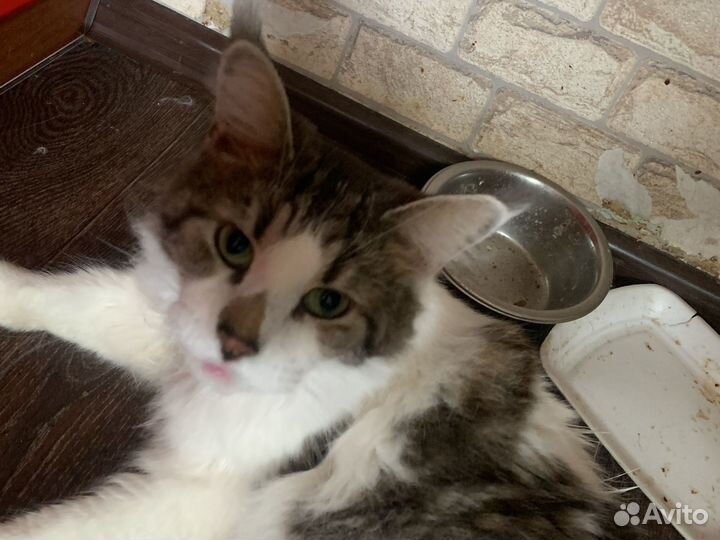 Кот в добрые руки