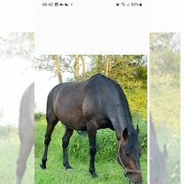 Конюх с проживанием московская область