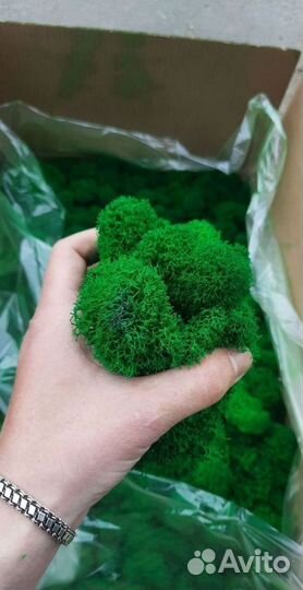 Панно из мха, Вертикальное озеленение