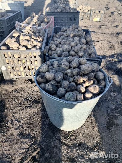 Картофель мелкий