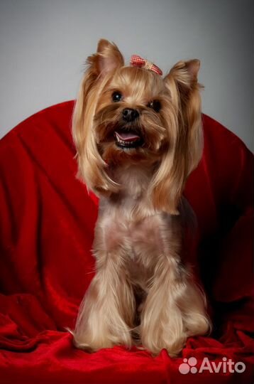 Йорки - девочки