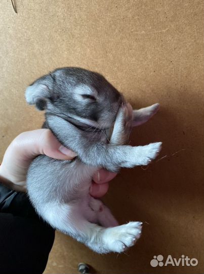 Кролики (великаны) мясных пород