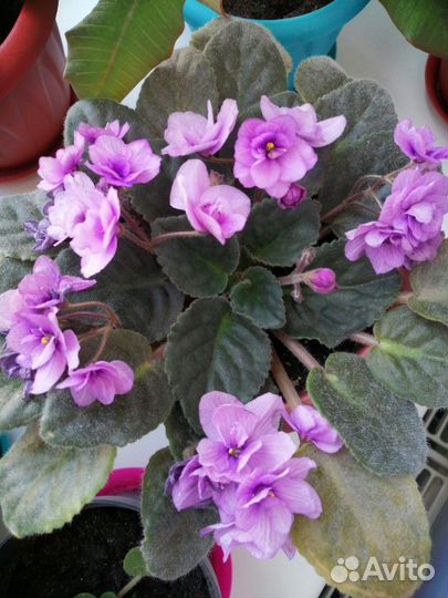 Комнатные растения. Фиалка