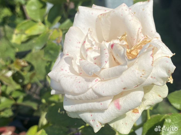 Саженцы роз