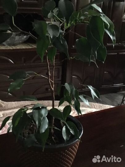 Комнатные растения цветы