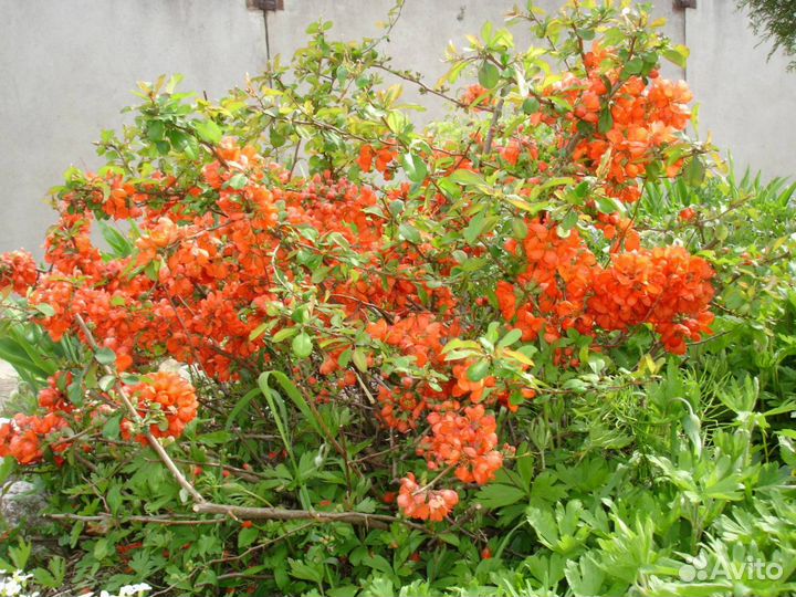 Саженцы Айва японская (Хеномелес, северный лимон)