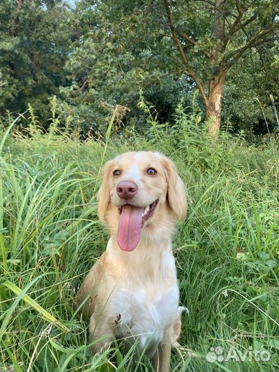 Метис спаниеля