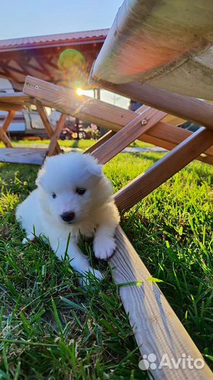 Щенки Самоеда