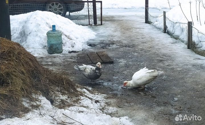 Индоутки, мускусные утки