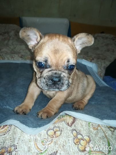 Французский бульдог щенки девочки