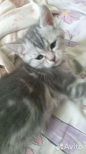 Британская кошка