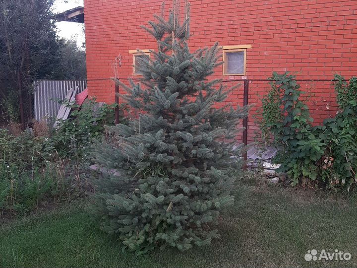 Ель голубая
