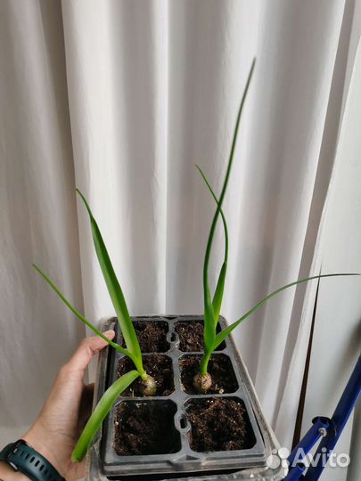 Индийский лук