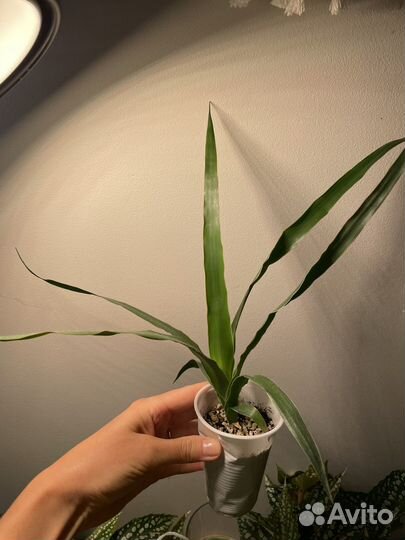 Растения Драконовое дерево (Dracaena draco)