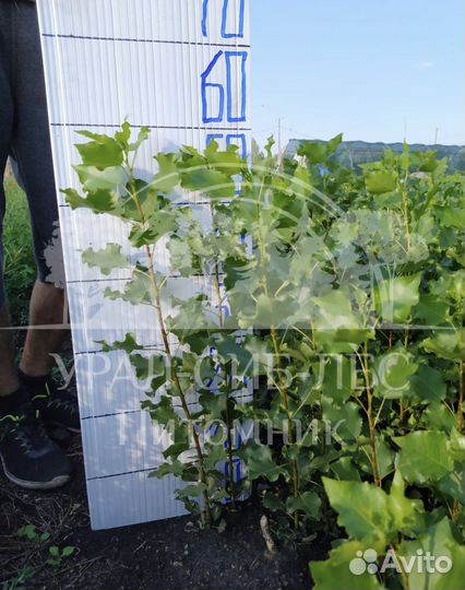 Тополь пирамидальный саженцы черенки без пуха