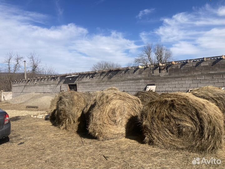 Ферма Кашара для животноводства и теплицы