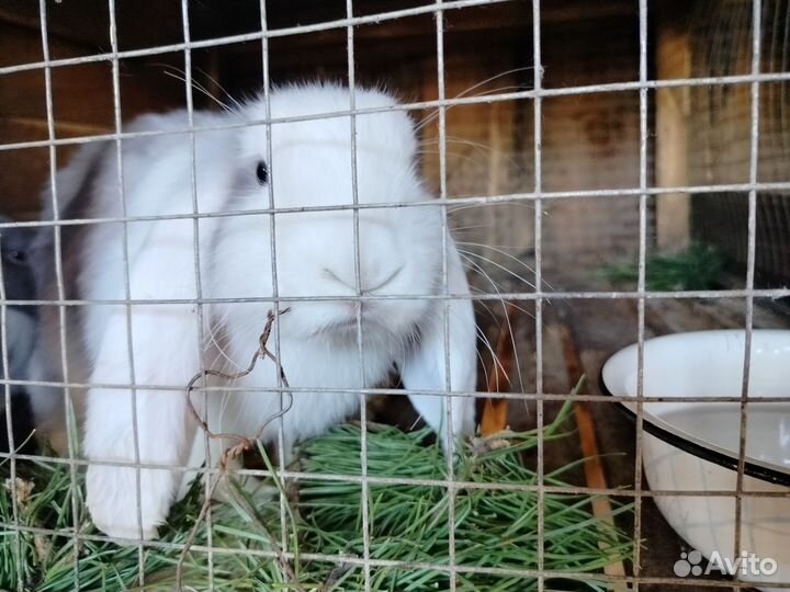 Кролики породы французский баран