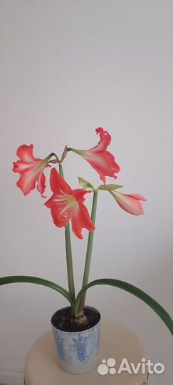 Гипераструмы