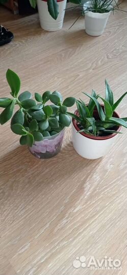 Толстянка, алоэ