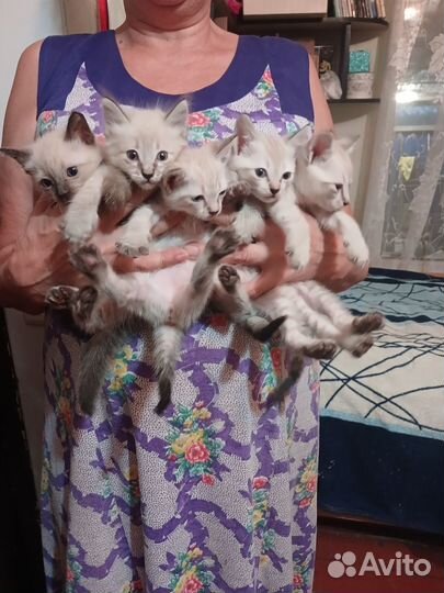 Невская гладкошерстные